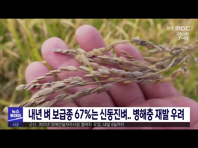내년 벼 보급종 67%는 신동진벼 병해충 재발 우려