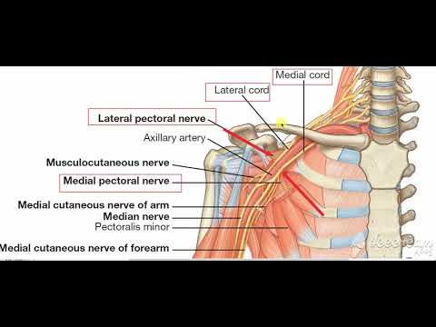 Axillary artery 1st part relations 2
