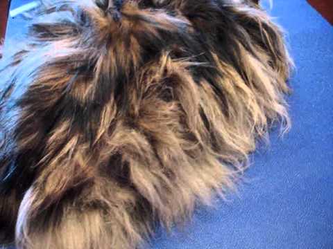 A Matted Maine Coon Cat