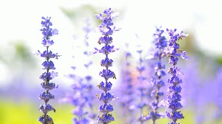 10 Hours of Relaxing Music - Sleep Music, Piano &amp; Guitar Music for Stress Relief (Stephen)