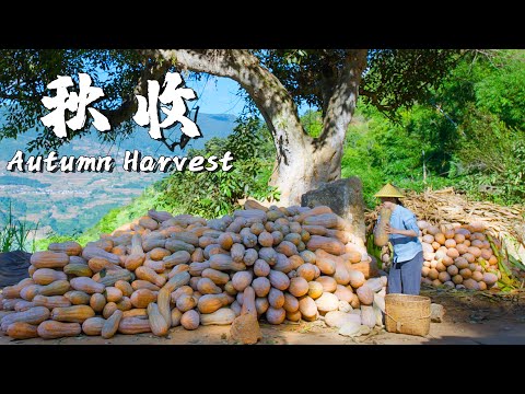 Harvest Delights in Rural Yunnan: A Culinary Feast of Autumn Bounty! 【Dianxixiaoge】