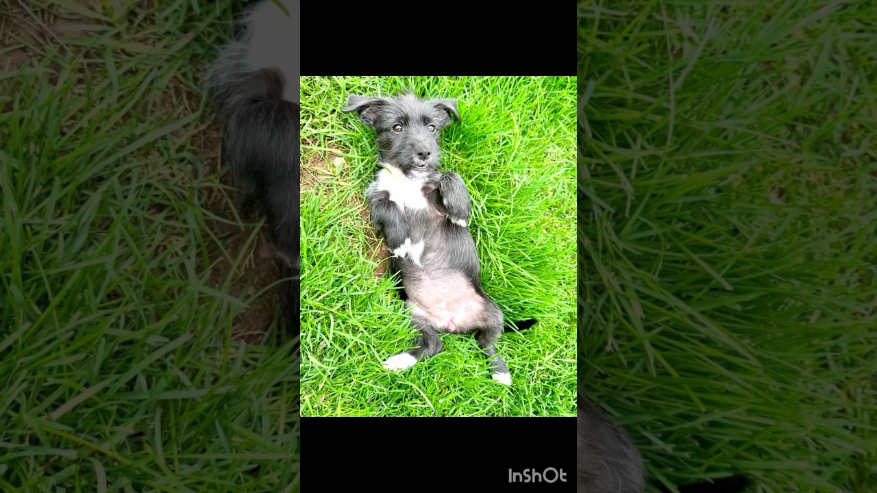 Enlarge Misty, an adopted mixed breed in Gainesville, VA video 2/6