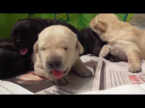 Pick of the Litter - Trailer