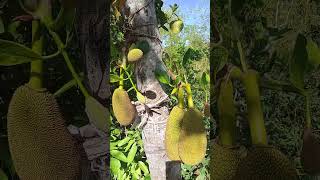 Download lagu jackfruit tree #langka#Fruits#shorts videos mp3