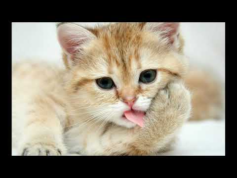 Cat sounds cat sounds🐈🐈🐈🐈🐈🐈🐈🐈