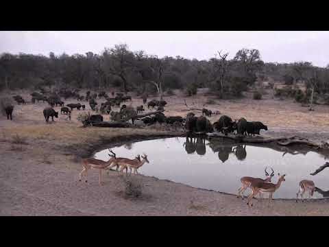 Djuma: Breeding herd of Buffalo-Pt:1 - 17:45 - 09/18/18