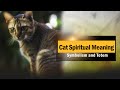 Cat Spiritual Meaning, Symbolism and Totem