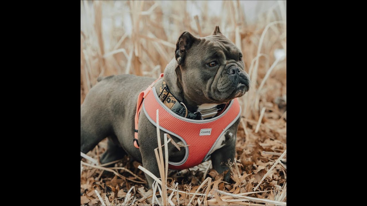 What Is An Exotic Bully?!?!