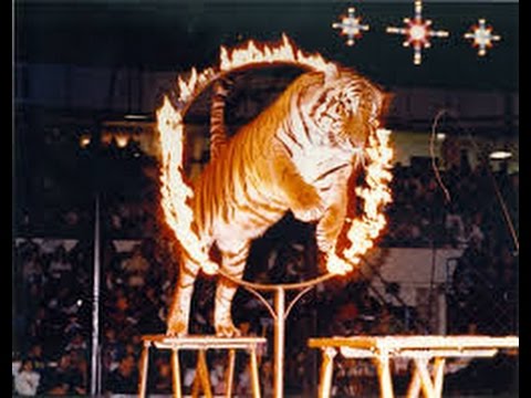 Universal Soul Circus Tigers(GCTV)