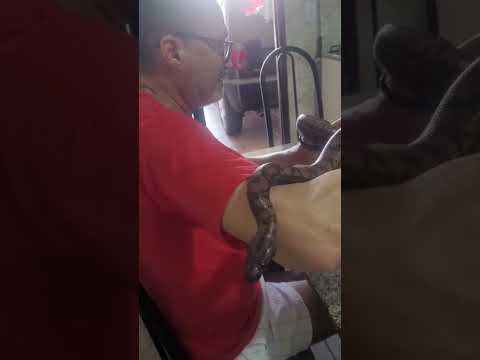 Ágata #jiboia #massaranduba #paraiba