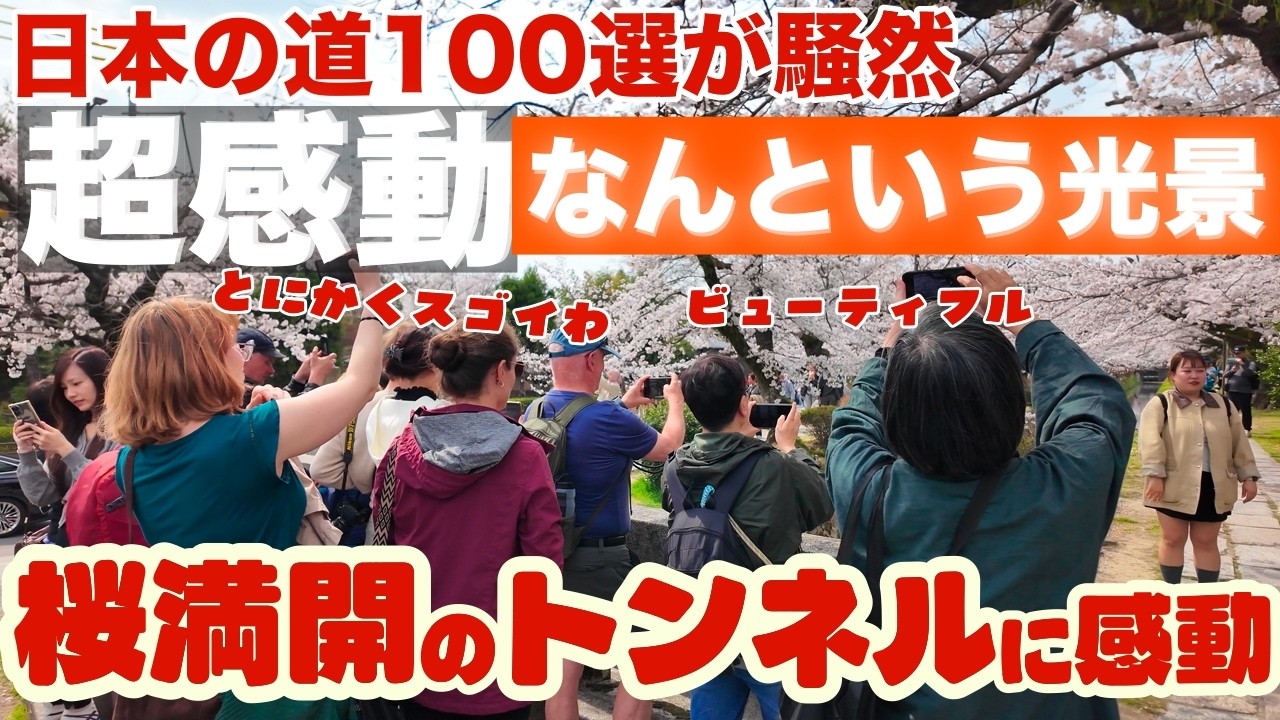 3月30日(月曜日)桜が満開を迎え日本の道100選が騒然📷【哲学の道の桜並木】を歩く 外国人観光客が感動 桜の名所が大盛況🌸