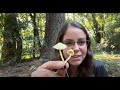 Yellow plant pot mushroom, Leucocoprinus birnbaumii & Purple-spored puffball, Calvatia cyanthiformis