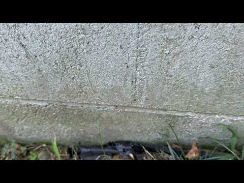 Small Opening Turns Into a Big Ant Problem in Colonia, NJ