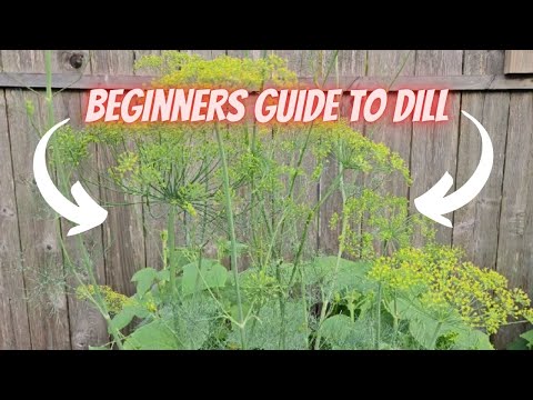 How to Grow Dill & a Few Fun Facts About This Herb || DHBG