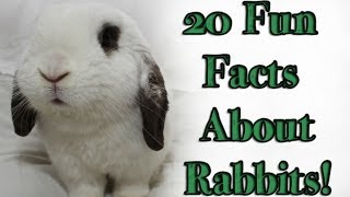 BudgetBunny: 20 Fun Facts About Rabbits