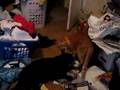 Cat Bites Black Cat