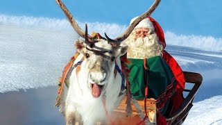 Reindeer of Santa Claus in Lapland Finland - secrets of Father Christmas' reindeer in Rovaniemi