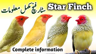 Star Finch Breeding Tips | Star Finch Nest Box Cage &amp; Seed mix |Red Tail Face Star Finch Male Female