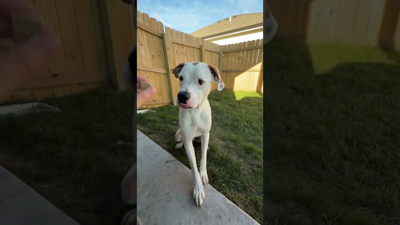 Enlarge Mr. P, a Adopted mixed breed in Kansas City, MO video 5/6