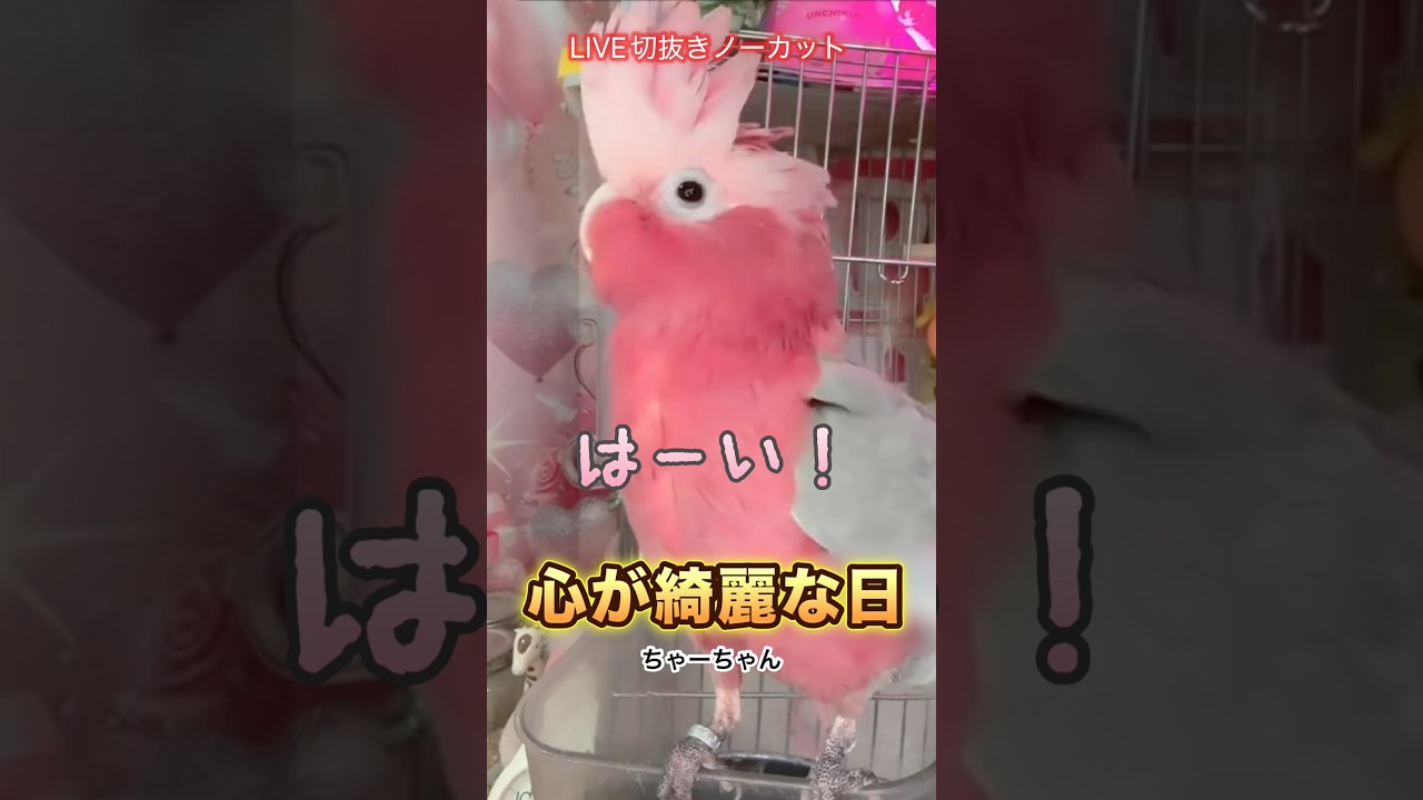 【喋る鳥】名前を呼び合ってお返事する時間が尊すぎた… #喋る鳥 #インコ動画 #モモイロインコのちゃーちゃん #癒し動画