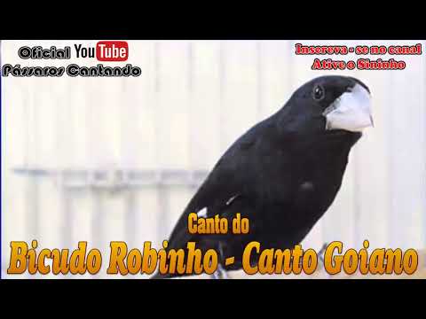 CANTO DO BICUDO ROBINHO CANTO GOIANO 2 🐤 🐤 🐥 🐥