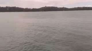 preview picture of video 'Dolphins, Surfdale Beach, Waiheke Island, New Zealand'