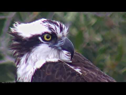 A Close Look At A Female Osprey – Feb. 18, 2019