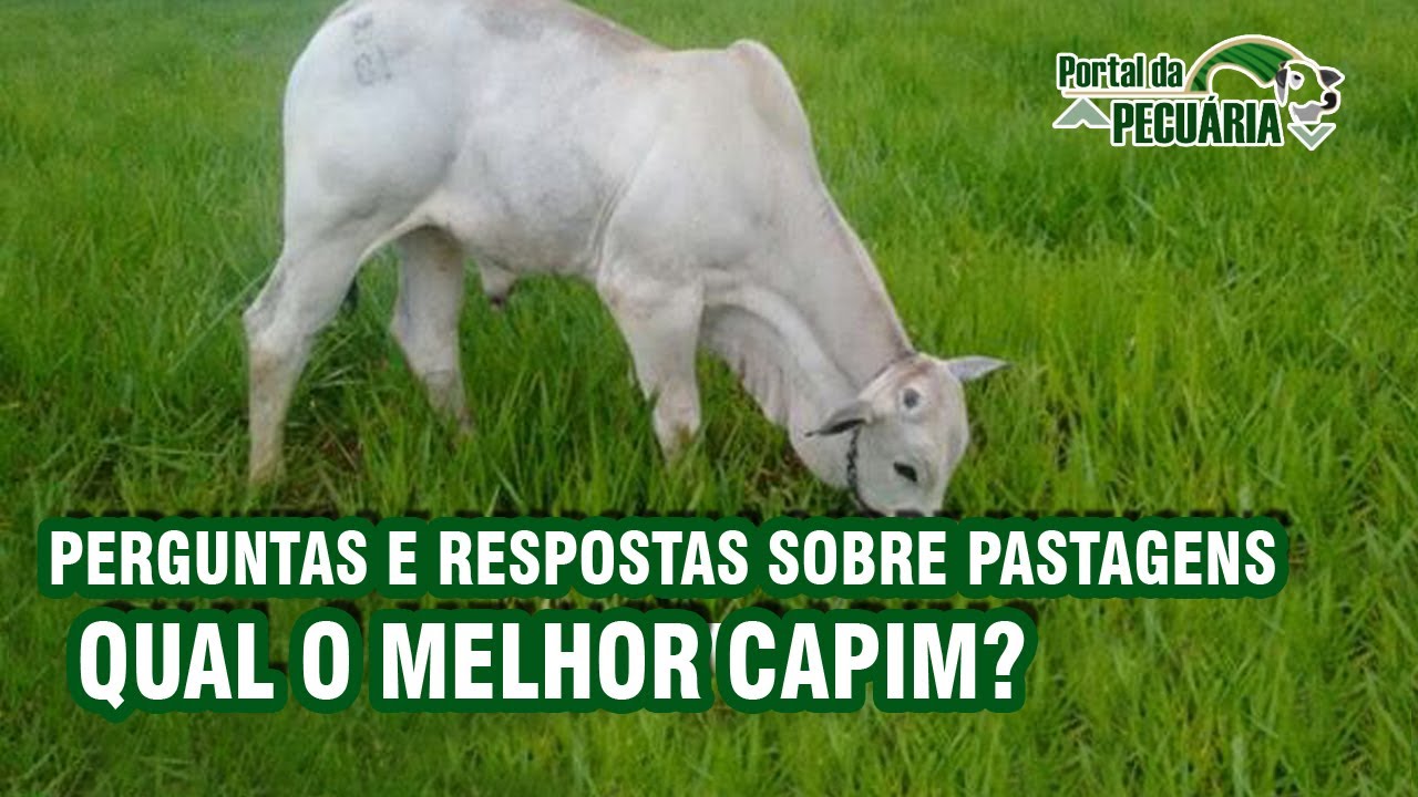 Duvidas sobre pastagens ! Qual o melhor capim?