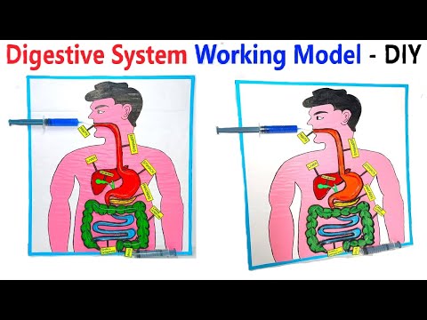 human digestive system working model 3d science project for science exhibition diy howtofunda