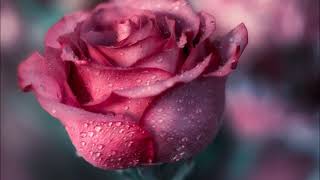 La dernière rose de l&#39;été   The last rose of summer