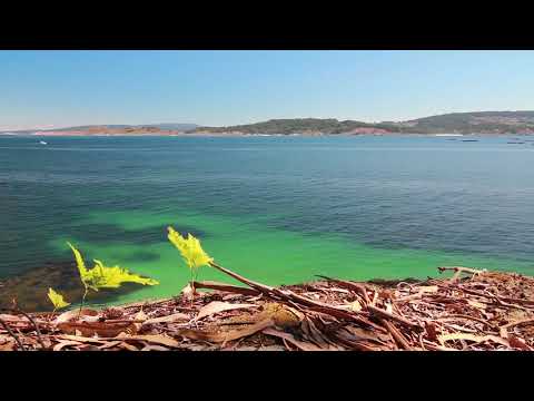 Devotional Ep  53   Campionul nostru