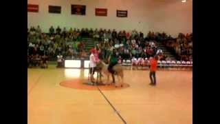 preview picture of video 'BDHS Donkey Ball Half Time Show'