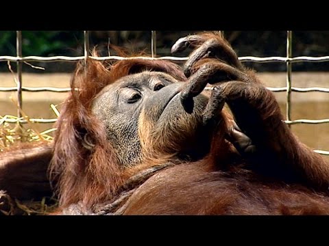 Schulfilm: 360° - die GEO-Reportage - Think Tank - Die Schule der Affen (Schulfilm-Vorschau)