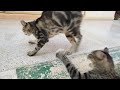 Angry Cat Attacks The Poor Hungry Tabby Cat Meowing Loudly Meow