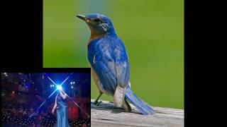 Never Saw Blue (sung by Hayley Westenra)