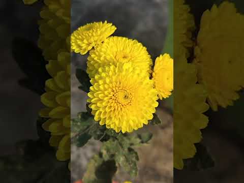 Yellow sun kissed chrysanthemum flowers #nature
