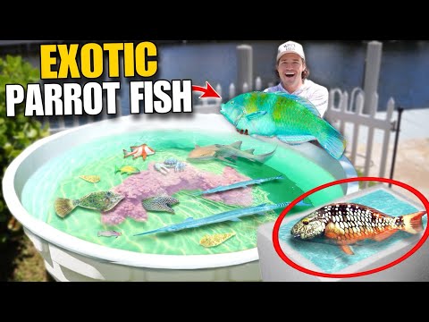 Catching EXOTIC PARROT FISH For My Backyard SALTWATER POND!! (Using SEAWEED)