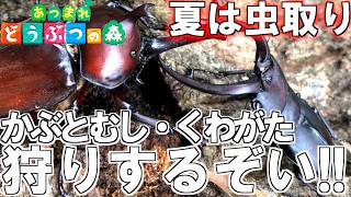 夏の夜の虫取り大作戦！ カブトムシとクワガタの最高のポイント見つけた。乱獲するぞい！！！【あつまれどうぶつの森】