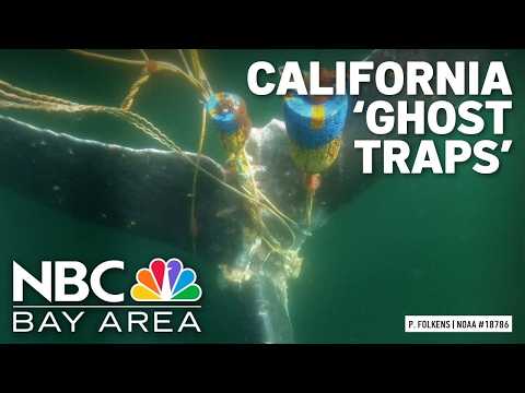 Thousands of Ghost Traps Threaten Sea Life