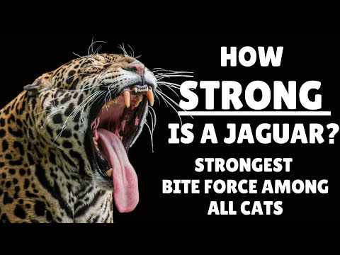 How Strong is a Jaguar - Jaguar Strength - Jaguar Bite Strength