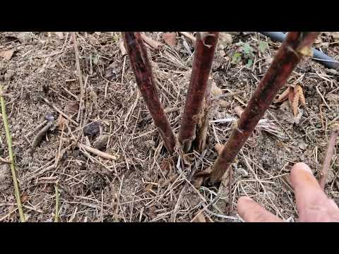 Februarsko orezivanje, prorjeđivanje i prihrana kupina