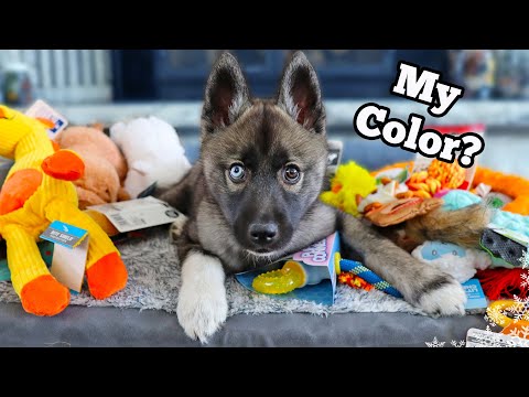 Everything I bought For My New Puppy 🐶💗 Husky Puppy Haul Essentials