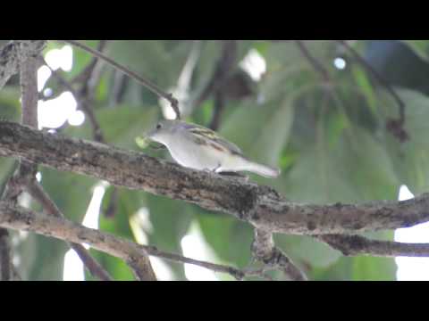 Dendroica pensylvanica