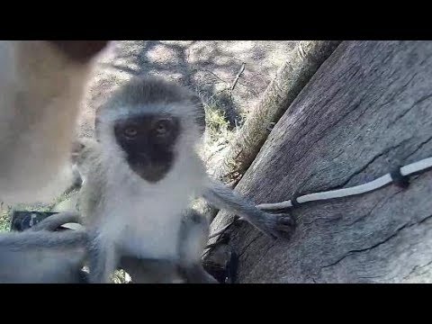 Djuma: Vervet Monkeys at cam tree - 11:20 - 11/15/19