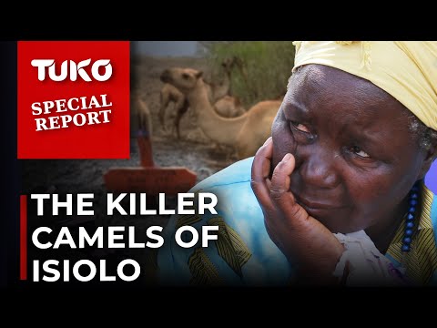 Meru residents living in fear of camel Herders' invasions | Tuko TV