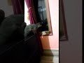 Video Porno