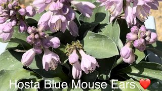 Hosta ‘Blue Mouse Ears’ Plantain Lily. Stunning Perennial Plant for a Container or Border. Beautiful