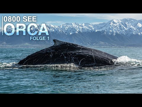 0800 SEE ORCA - The Adventure Of My Life | Episode 1