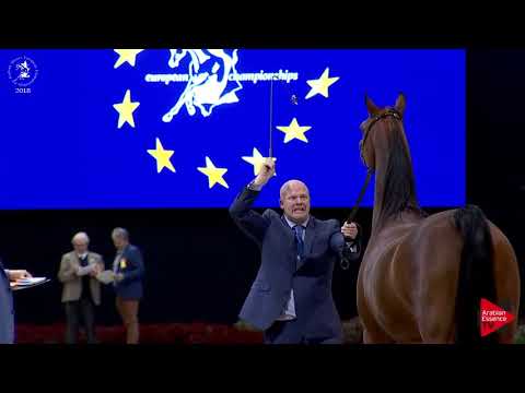 N.125 AJA ALISANDRO - Lier 2018 - Senior Geldings Championship (Class 16)