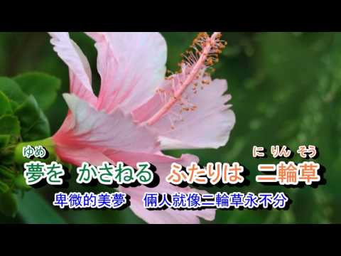 01-013  二輪草***川中美幸(台語:漂浪的心情) 音緣 951060    金嗓 41454